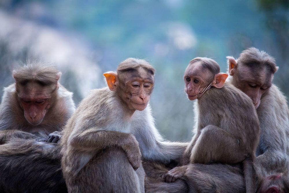 This shot was taken at Melukote, Karnataka, India, 2020.
