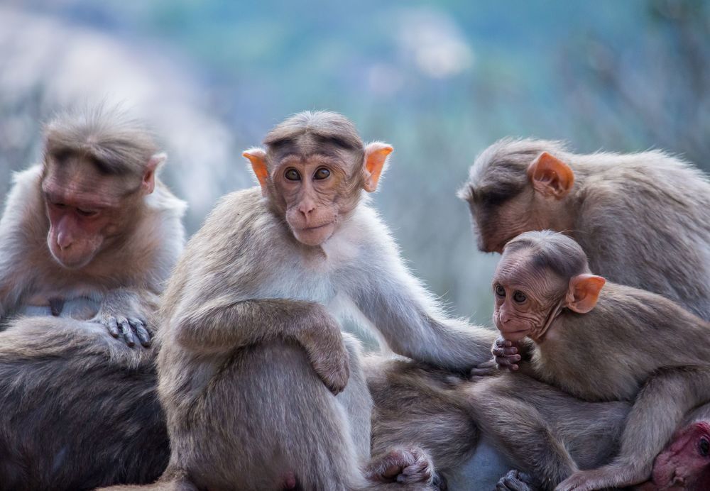 This shot was taken at Melukote, Karnataka, India, 2020.