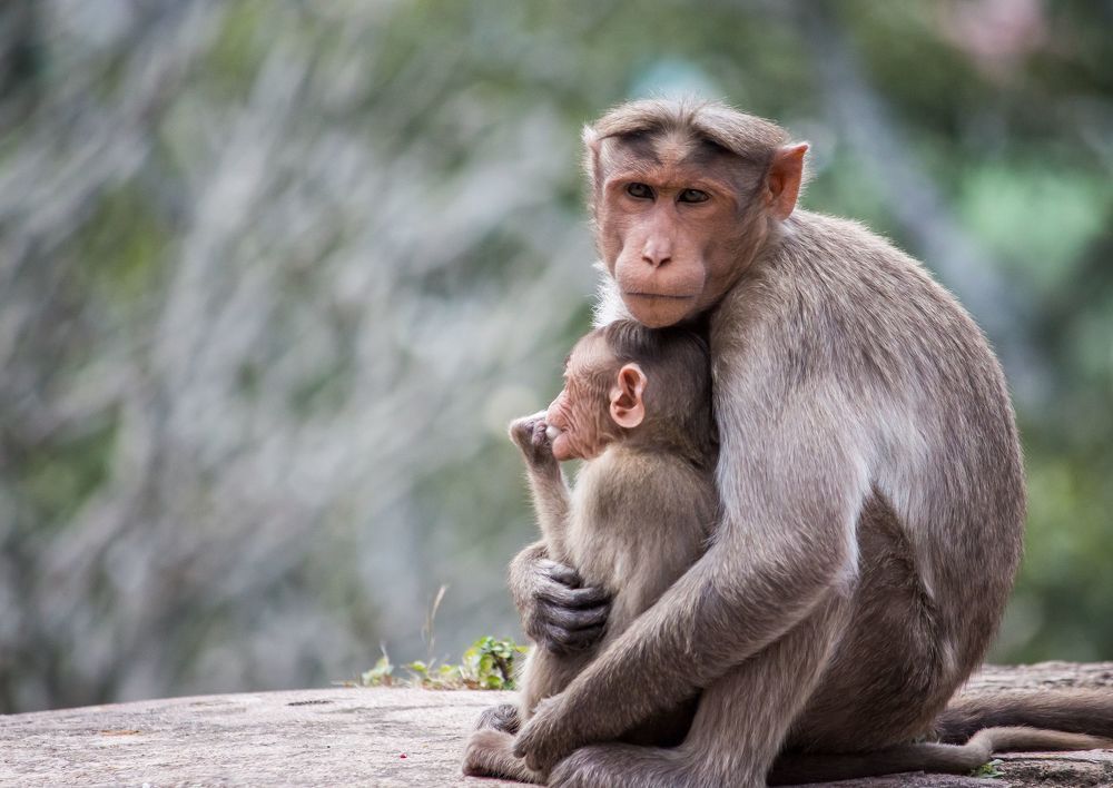 This shot was taken at Melukote, Karnataka, India, 2020.