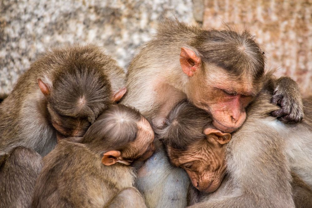 This shot was taken at Melukote, Karnataka, India, 2020.