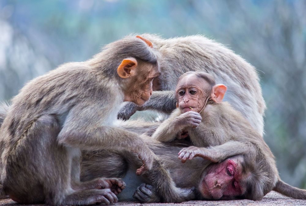 This shot was taken at Melukote, Karnataka, India, 2020.