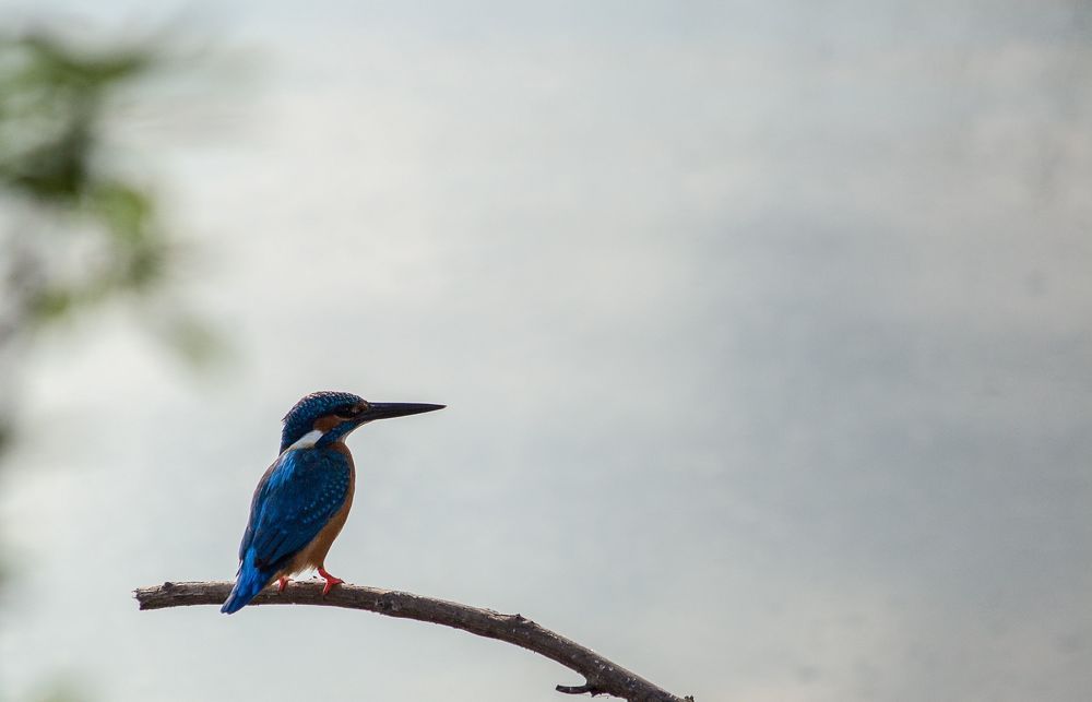 This shot was taken at Outskirts of Nanjangud, near to Mysuru, Karnataka, India.