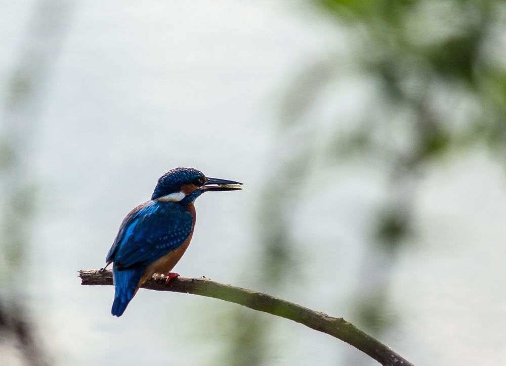 This shot was taken at Outskirts of Nanjangud, near to Mysuru, Karnataka, India.