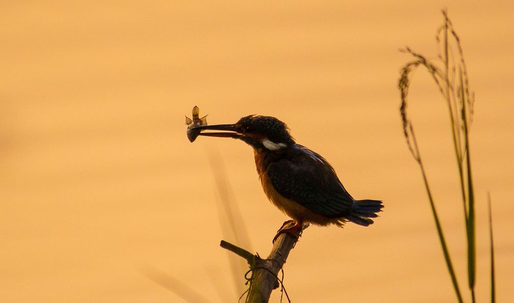 This shot was taken at Outskirts of Nanjangud, near to Mysuru, Karnataka, India.
