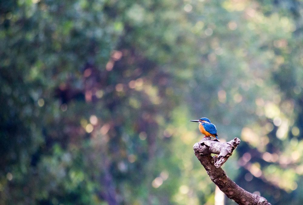 This shot was taken at Kudremukha National Park, Karnataka, India.