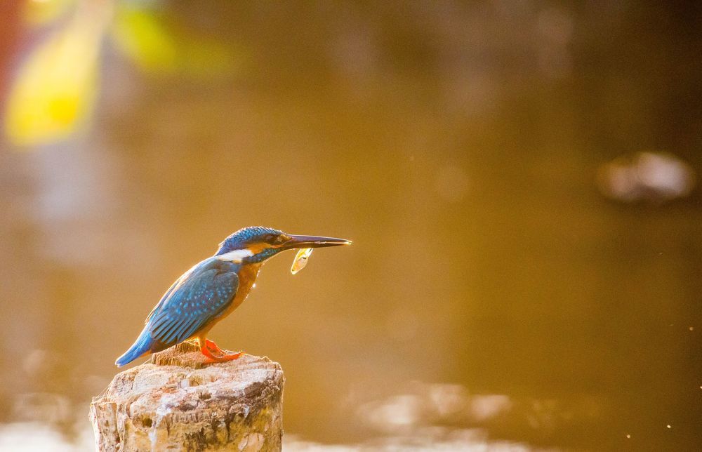 This shot was taken at Outskirts of Nanjangud, near to Mysuru, Karnataka, India.