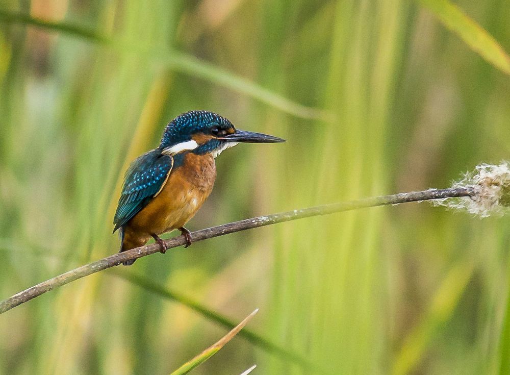 This shot was taken at Outskirts of Nanjangud, near to Mysuru, Karnataka, India.