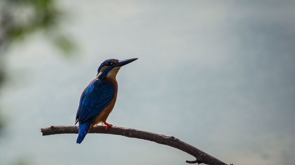 This shot was taken at Outskirts of Nanjangud, near to Mysuru, Karnataka, India.