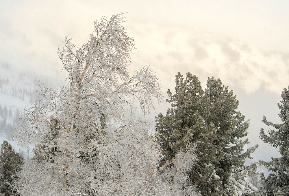 1 Шерегешским берёзам иней очень к лицу: они не уступают в таком наряде даже красавцам кедрам!