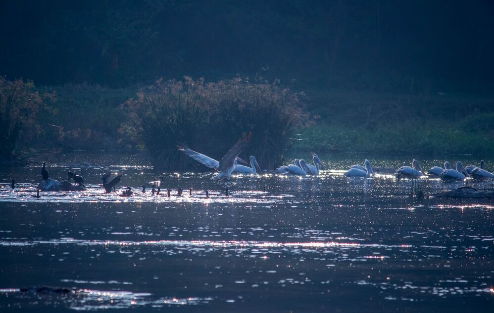 This shot was taken at Ranganathittu Bird Sanctuary, Karnataka, India.