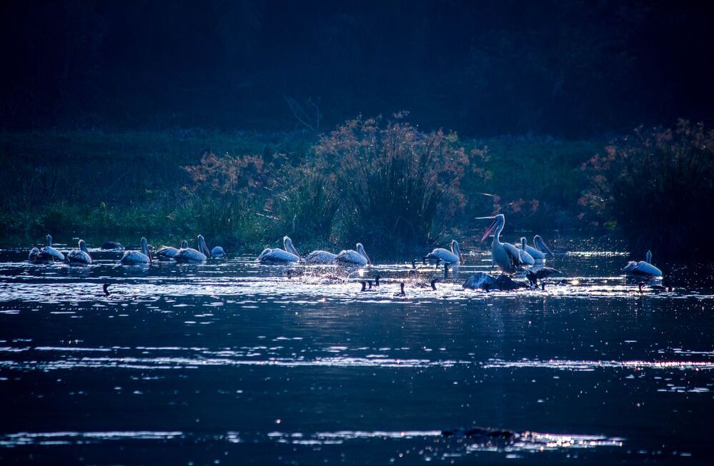 This shot was taken at Ranganathittu Bird Sanctuary, Karnataka, India.