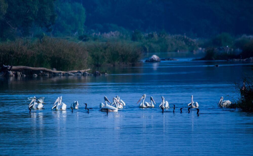 This shot was taken at Ranganathittu Bird Sanctuary, Karnataka, India.