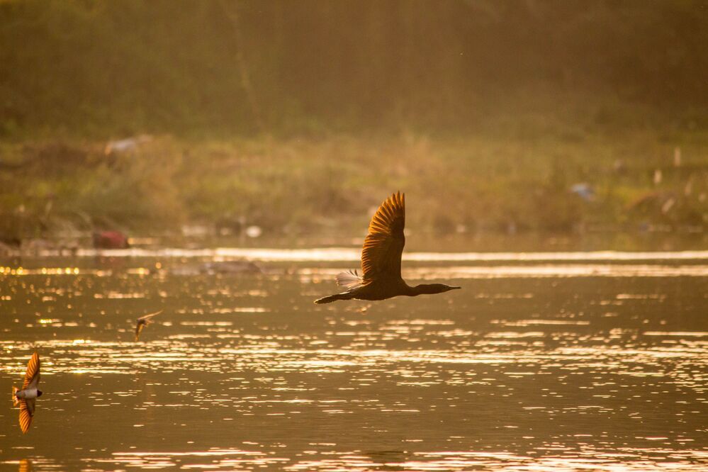 This shot was taken at Ranganathittu Bird Sanctuary, Karnataka, India.