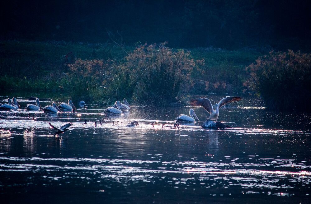 This shot was taken at Ranganathittu Bird Sanctuary, Karnataka, India.