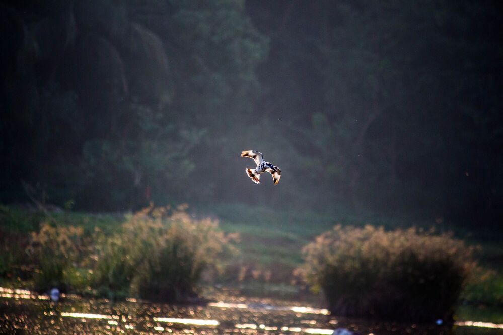 This shot was taken at Ranganathittu Bird Sanctuary, Karnataka, India.