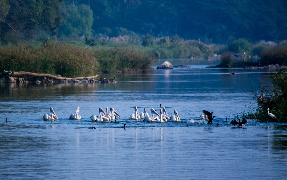 This shot was taken at Ranganathittu Bird Sanctuary, Karnataka, India.