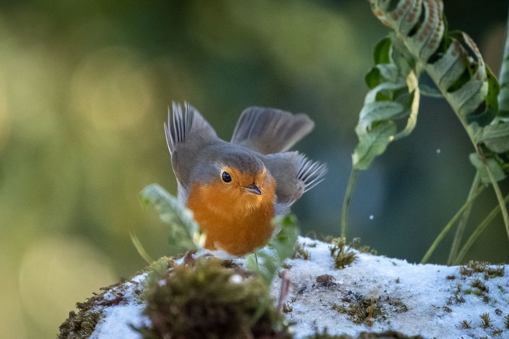 Robin on ice