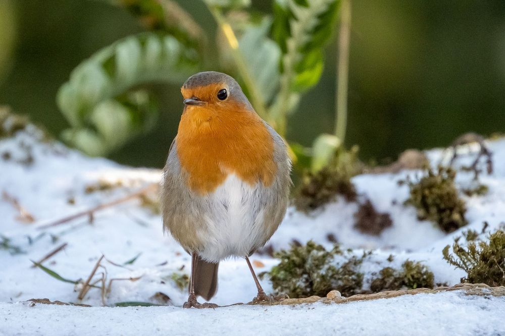 Robin on ice