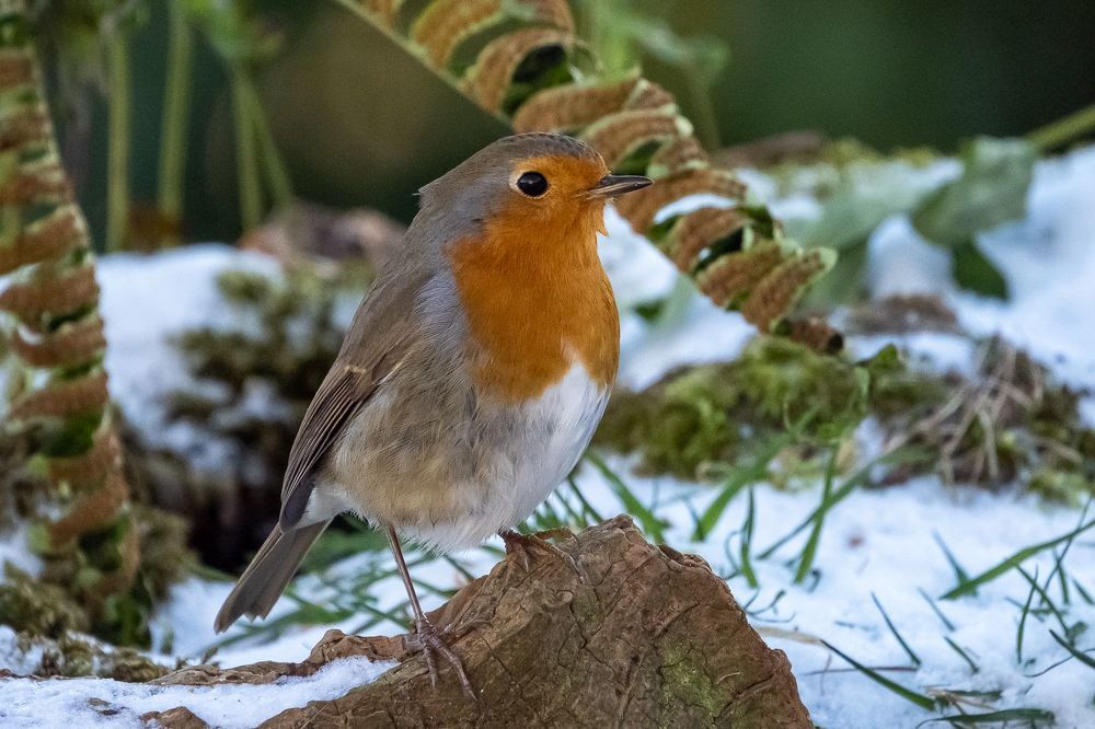 Robin on ice