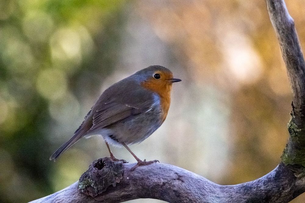 Robin on ice