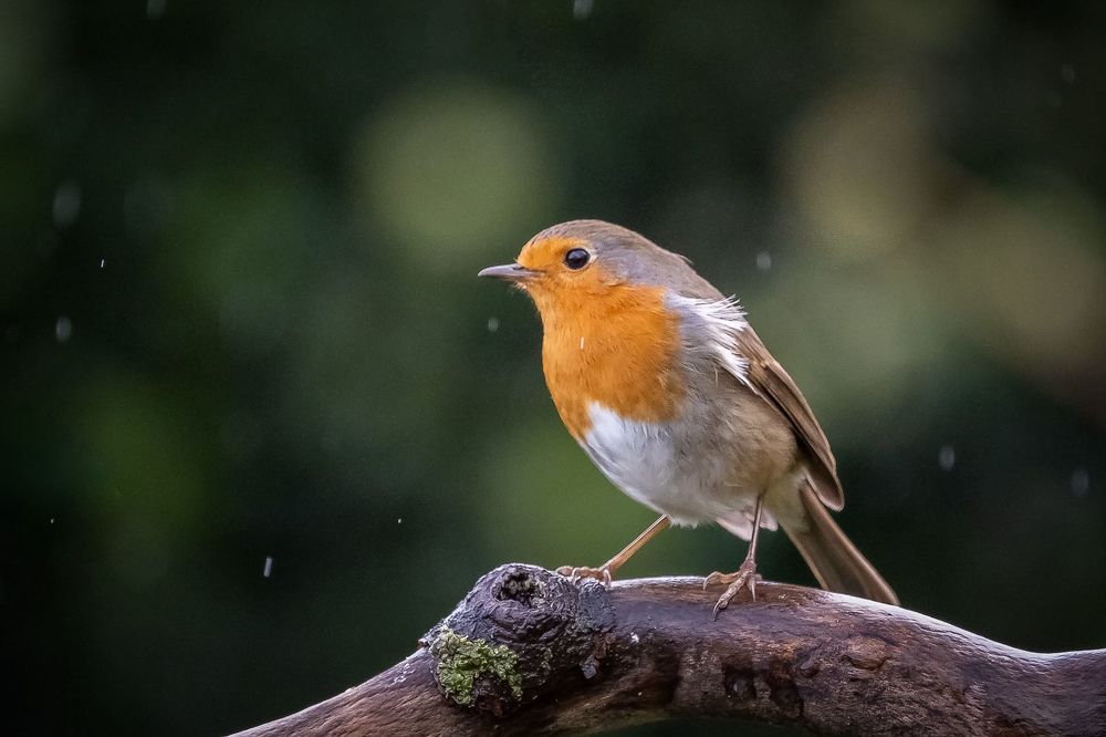 Robin on ice