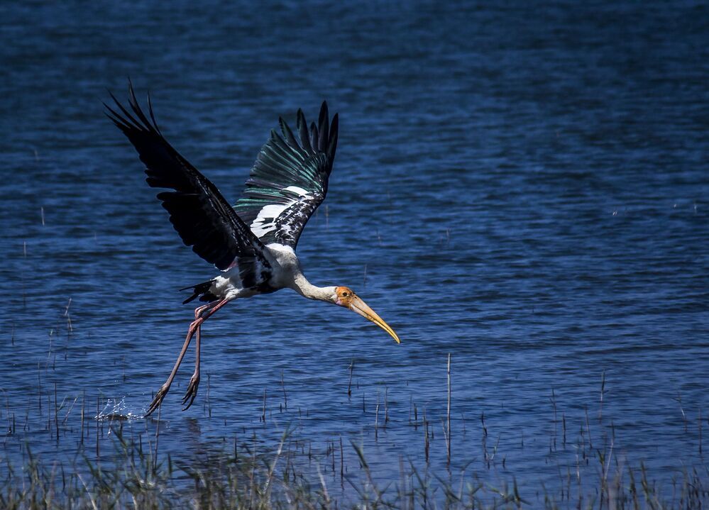 Birds In Flight