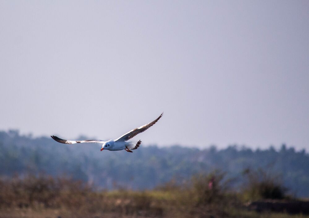 Birds In Flight