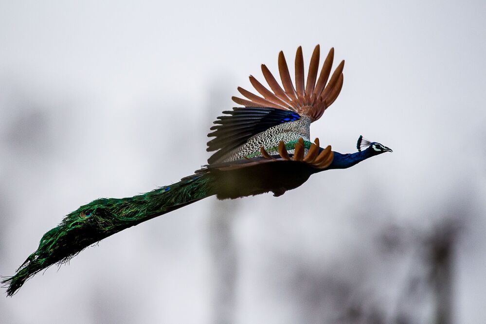 Birds In Flight