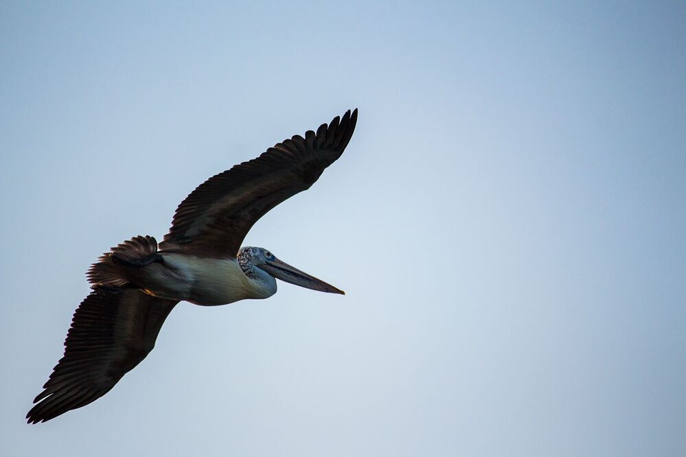 Birds In Flight