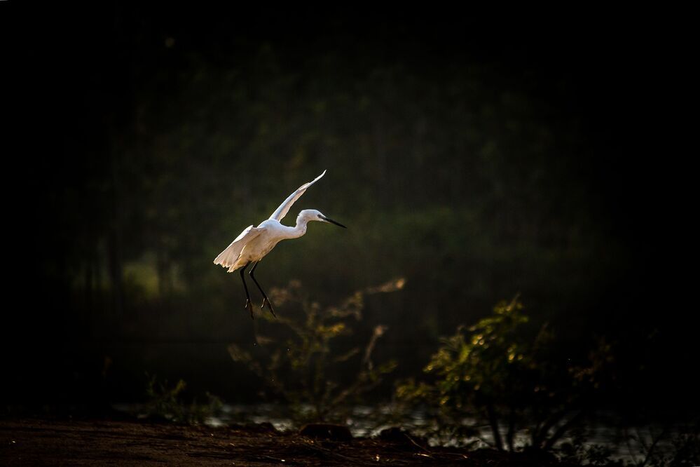Birds In Flight