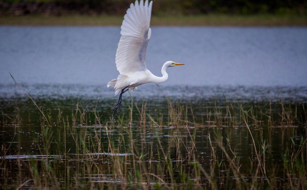 Birds In Flight