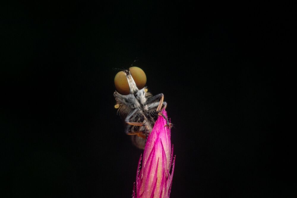 Robberfly