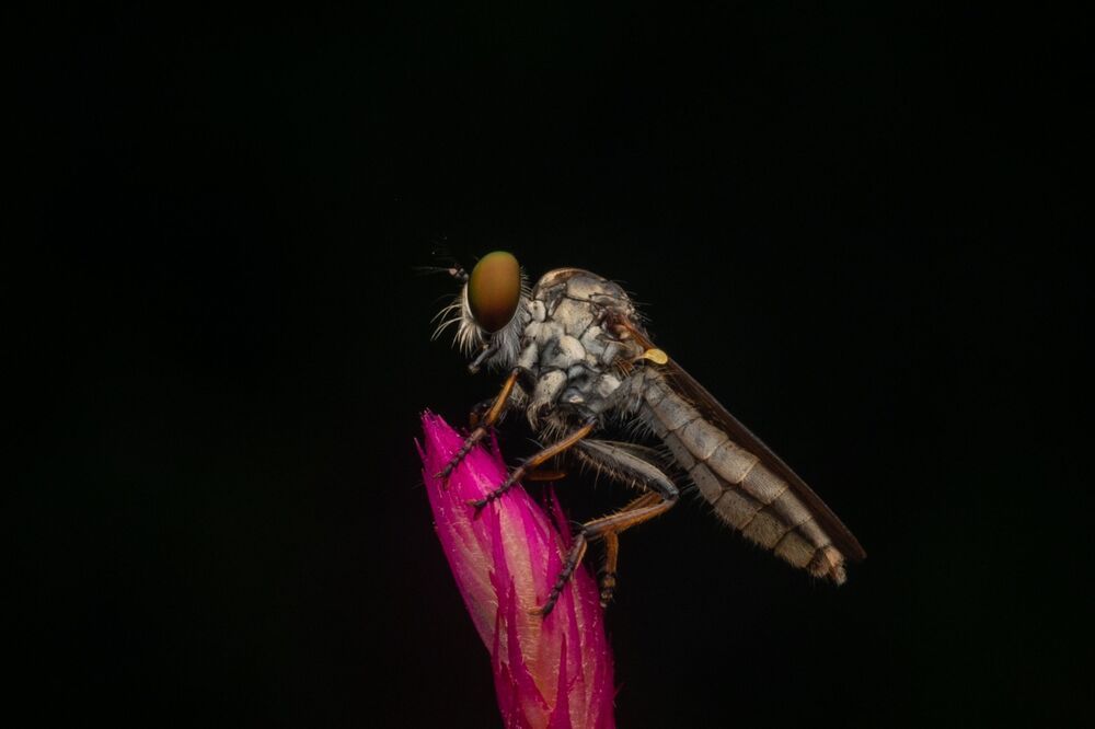 Robberfly