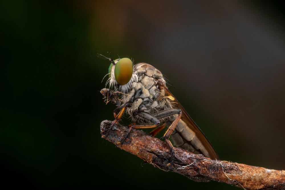 Robberfly