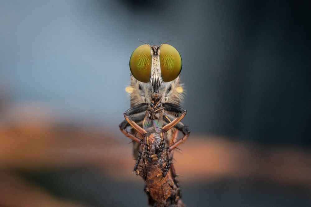 Robberfly