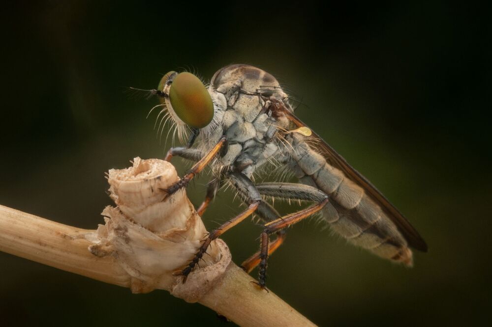 Robberfly