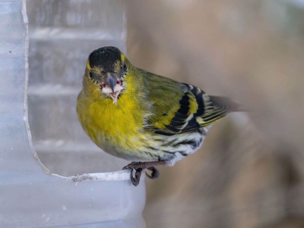 Чиж у кормушки