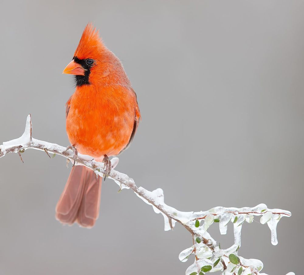 Northern Cardinal male - Красный кардинал самец