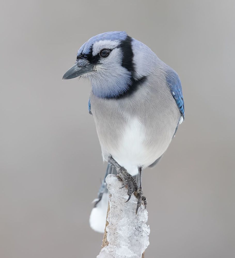 Blue Jay - Голубая сойка