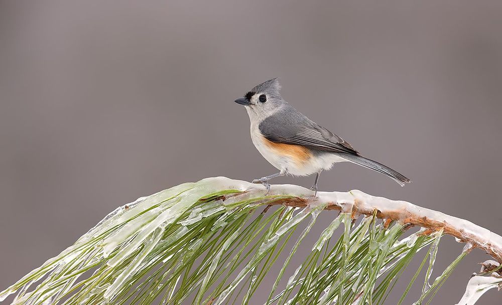 Tufted Titmouse -Острохохлая синица