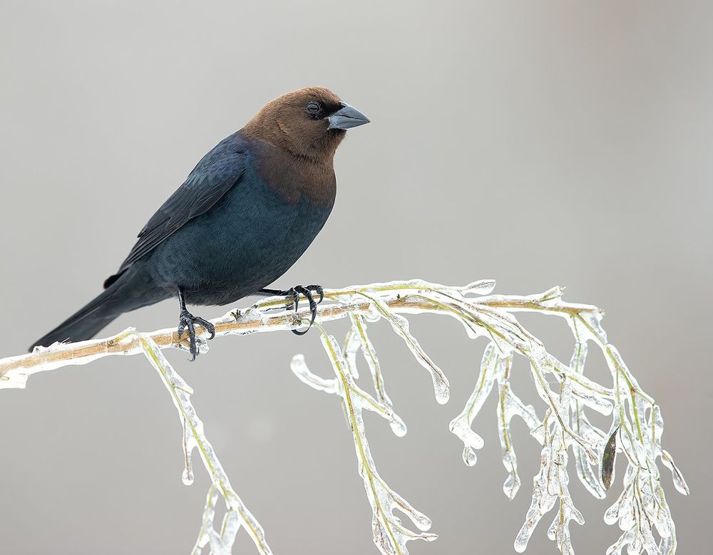 Brown-headed Cowbird - Буроголовый коровий трупиал