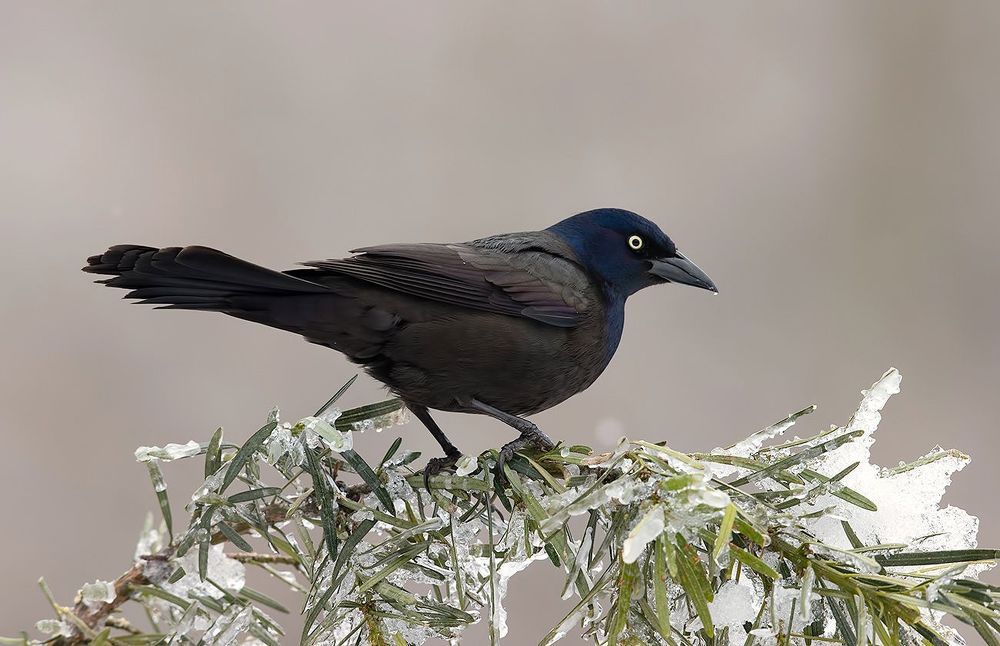 Гракл - Common Grackle