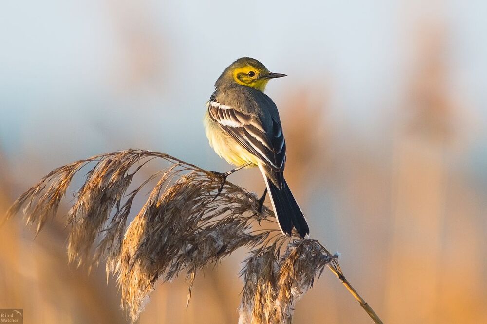 Citrine wagtail