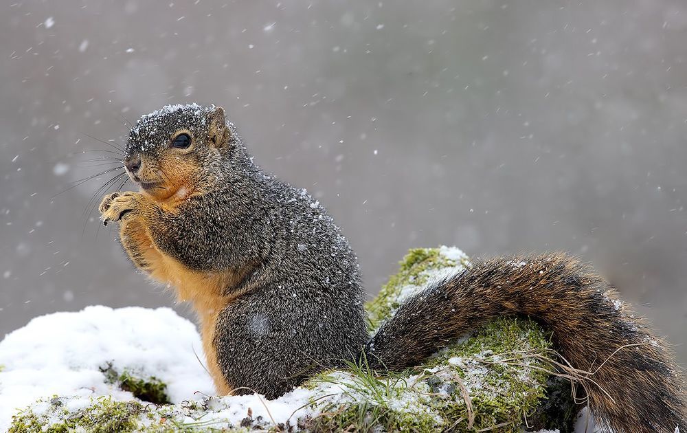 Fox Squirrel in Snow - Лисья Белка