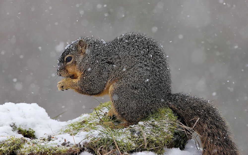 Fox Squirrel in Snow - Лисья Белка
