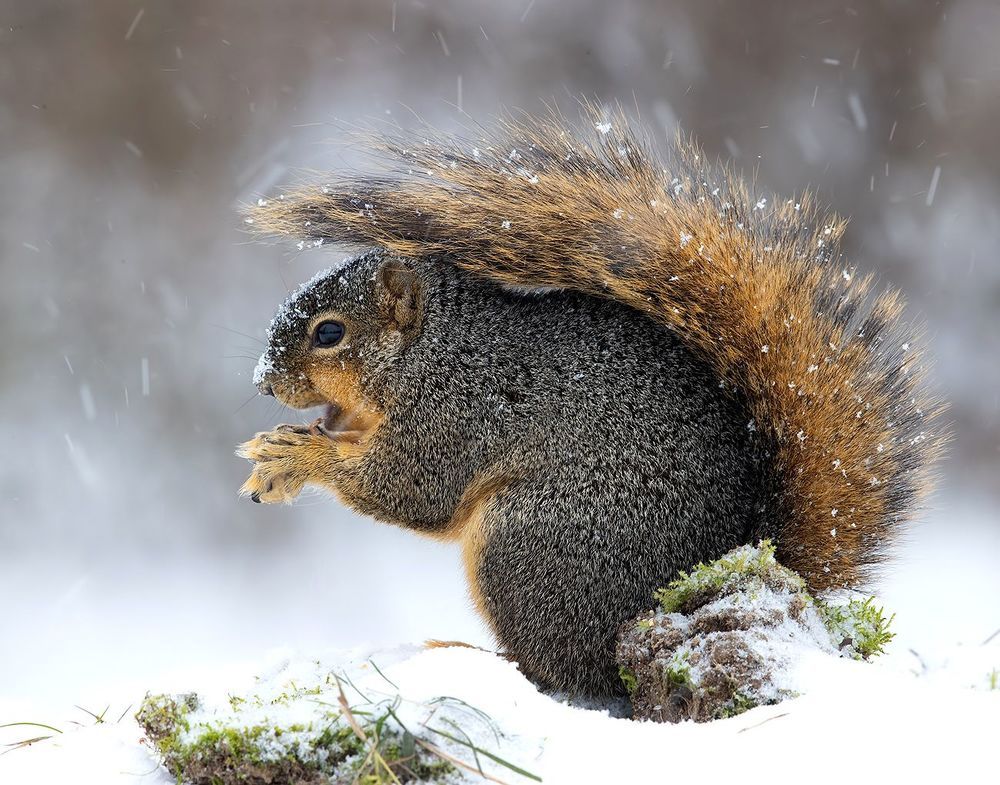 Fox Squirrel in Snow - Лисья Белка