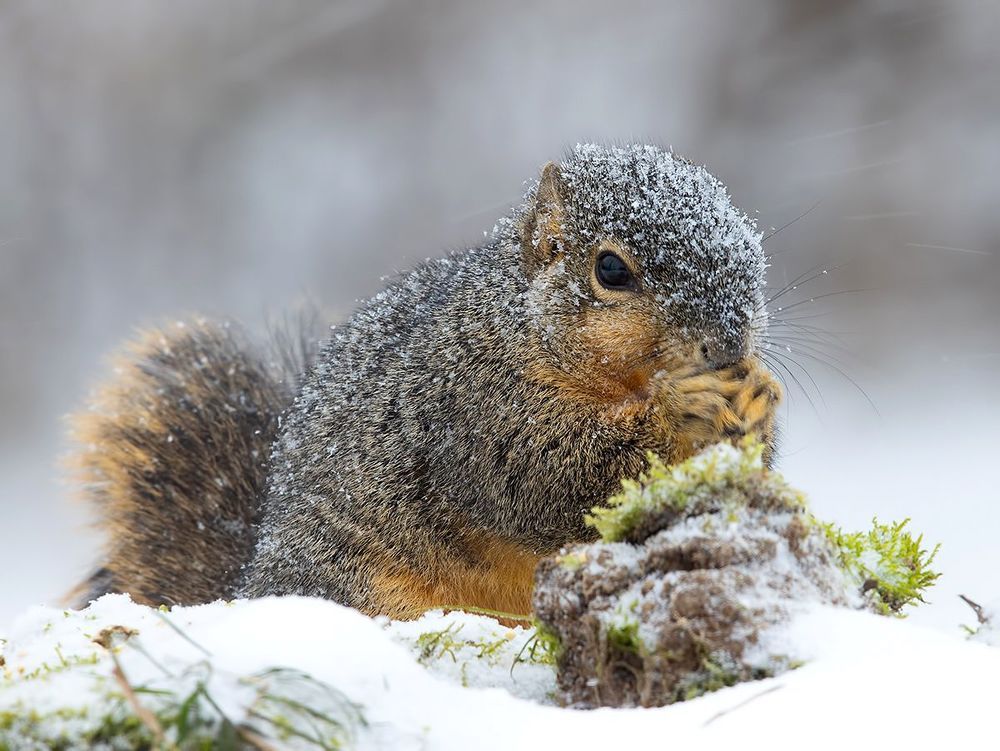 Fox Squirrel in Snow - Лисья Белка
