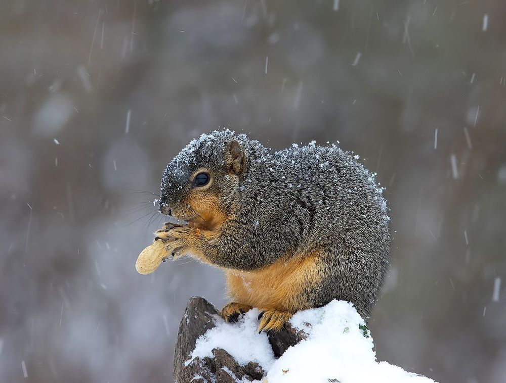 Fox Squirrel in Snow - Лисья Белка