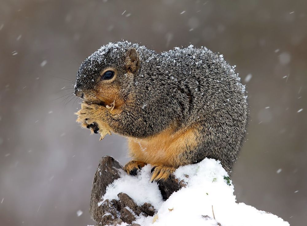 Fox Squirrel in Snow - Лисья Белка