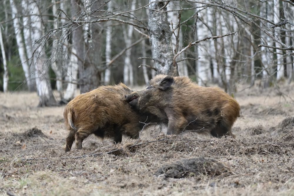 поединок